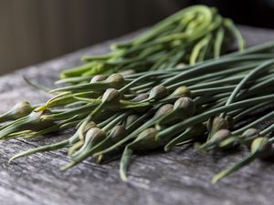 Garlic scapes freshly picked