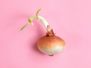 sprouting onion on pink surface