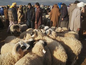 A sheep market in Morocco